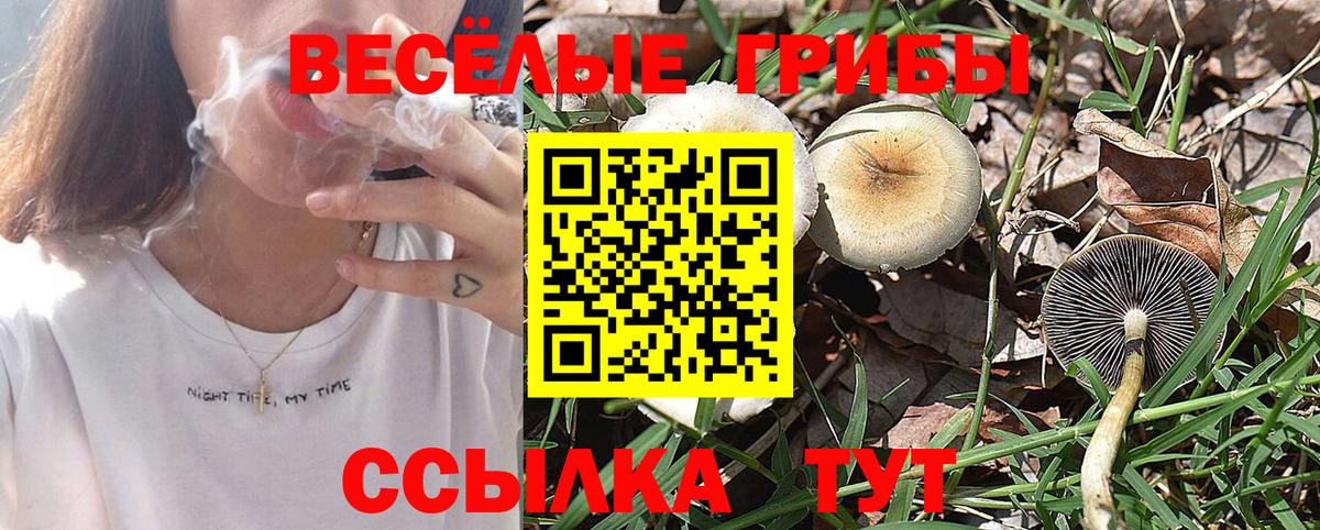где купить наркотик  Вход с VPN  Назрань  Галлюциногенные грибы Psilocybine cubensis 